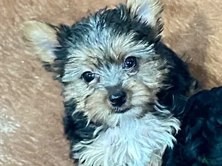 Yorkiepoo dogs Girl_2 - Ad 1