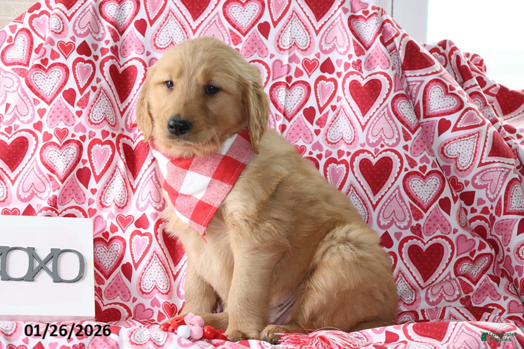 Golden Retriever dogs for sale: Roscoe - Ad 3