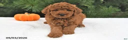 Mini Goldendoodle dogs for sale: Archie  - Ad 4