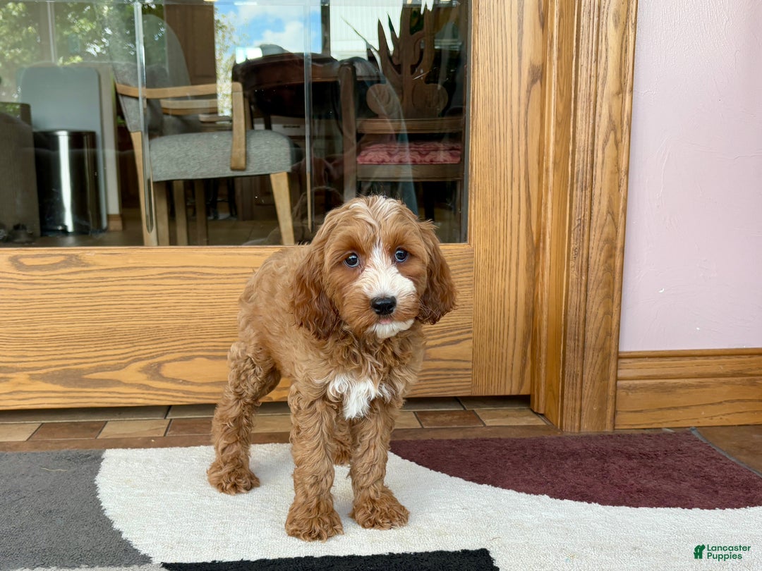 Cockapoo dogs for sale: Dolly - Ad 1