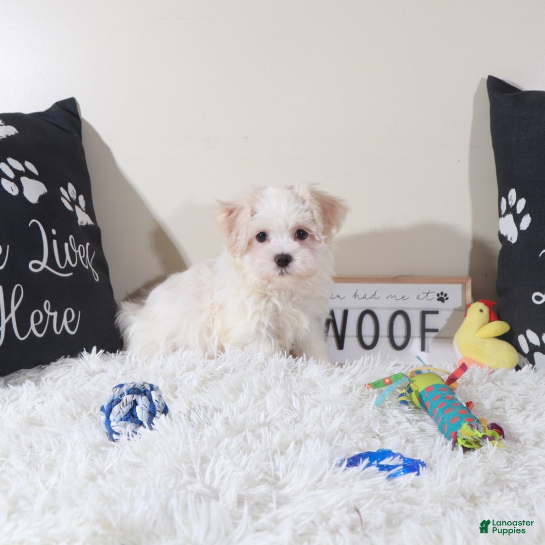 Havanese dogs for sale: Havanese Puppy Bandit - Ad 2