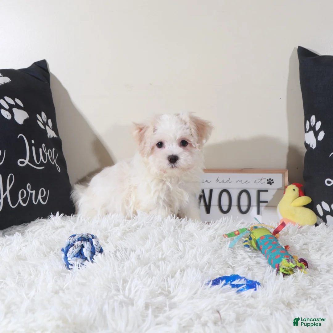 Havanese dogs for sale: Havanese Puppy Bandit - Ad 2