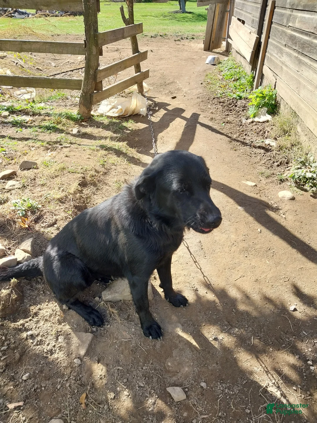 Mixed Breed dogs for sale: Mixed Breed Puppy 3 - Ad 2