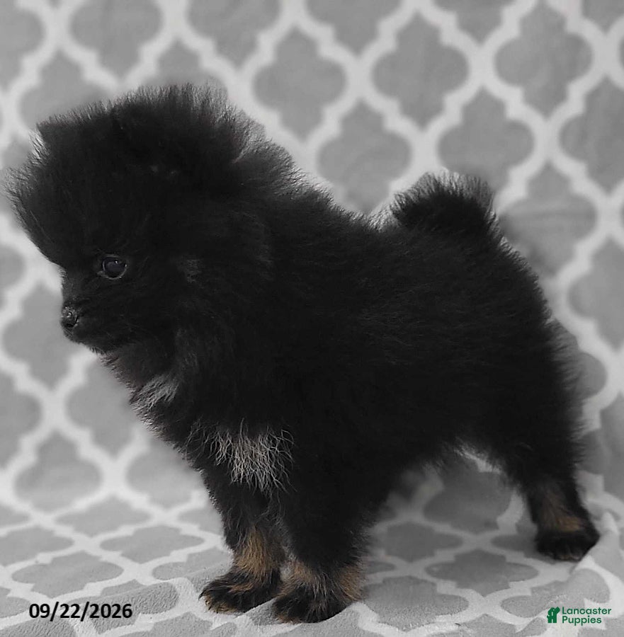 Pomeranian dogs Blackie - Ad 2