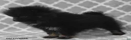 Pomeranian dogs for sale: Blackie - Ad 2