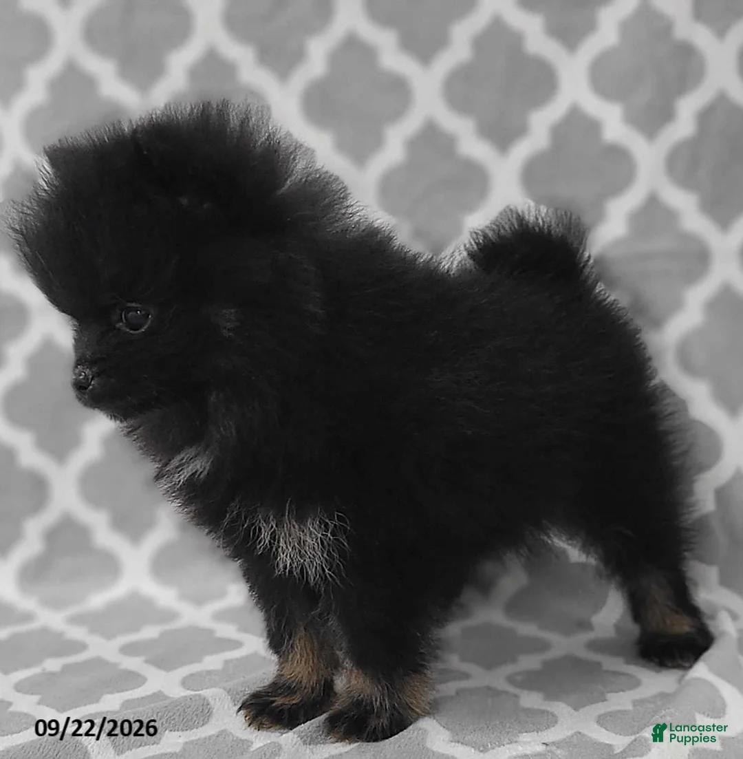 Pomeranian dogs for sale: Blackie - Ad 2