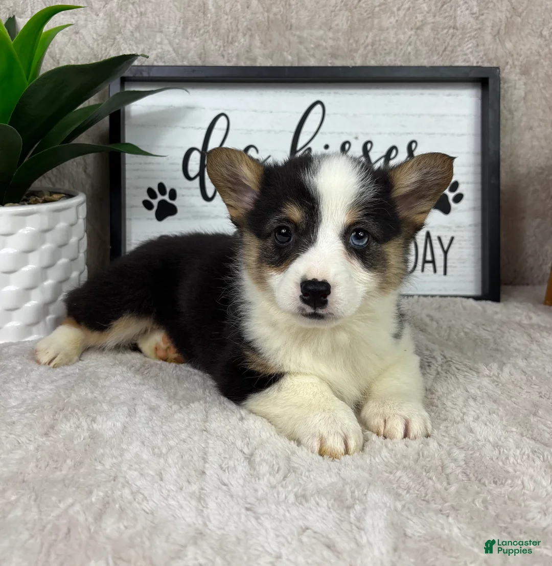 Welsh Corgi Pembroke dogs for sale: Prince - Ad 1