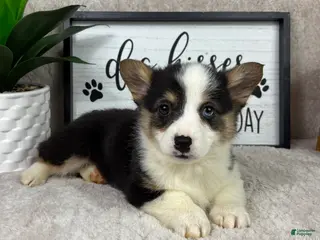 Welsh Corgi Pembroke dogs Prince - Ad 34