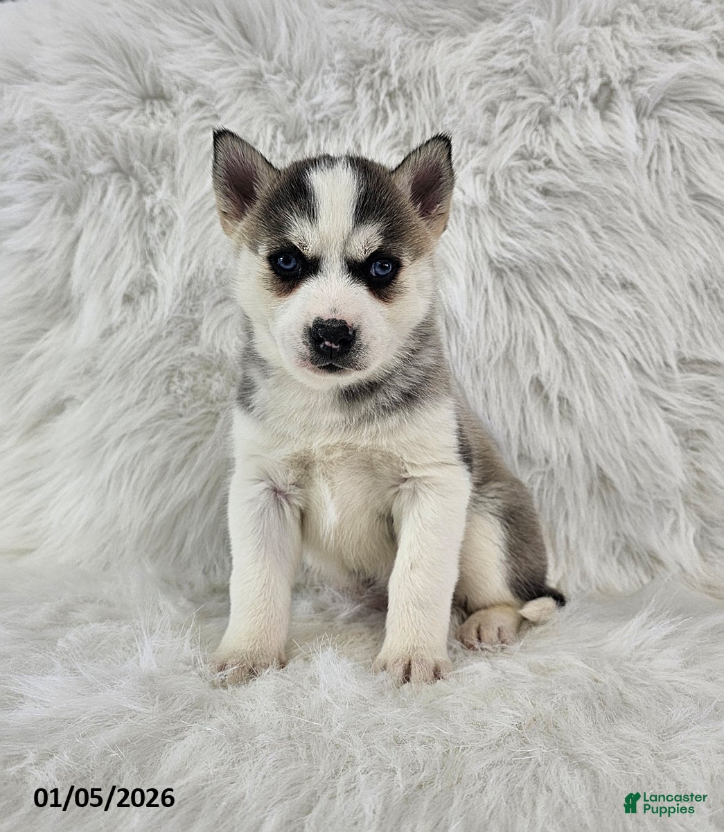 Pomsky dogs Riley - Ad 2
