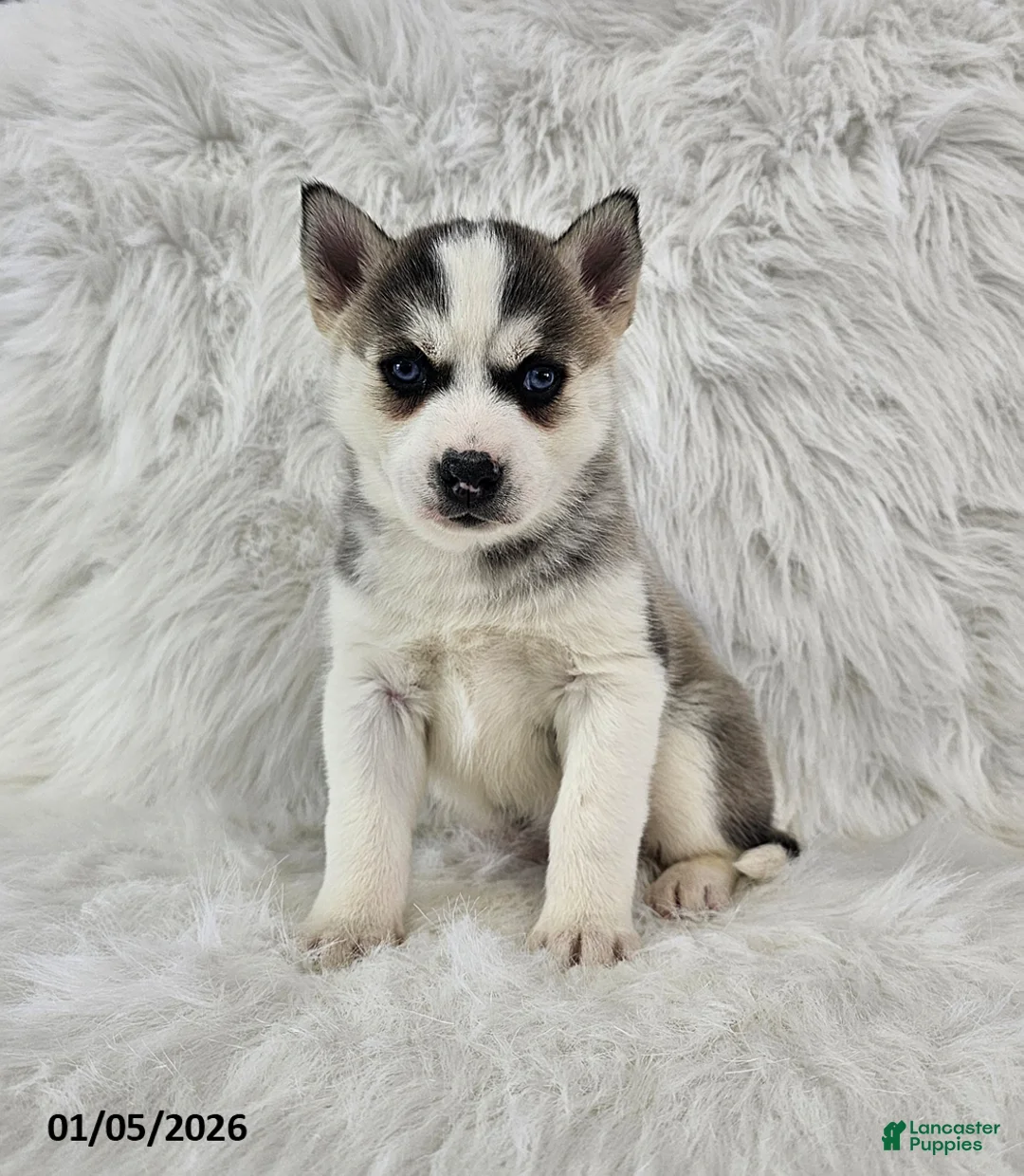 Pomsky dogs for sale: Riley - Ad 2