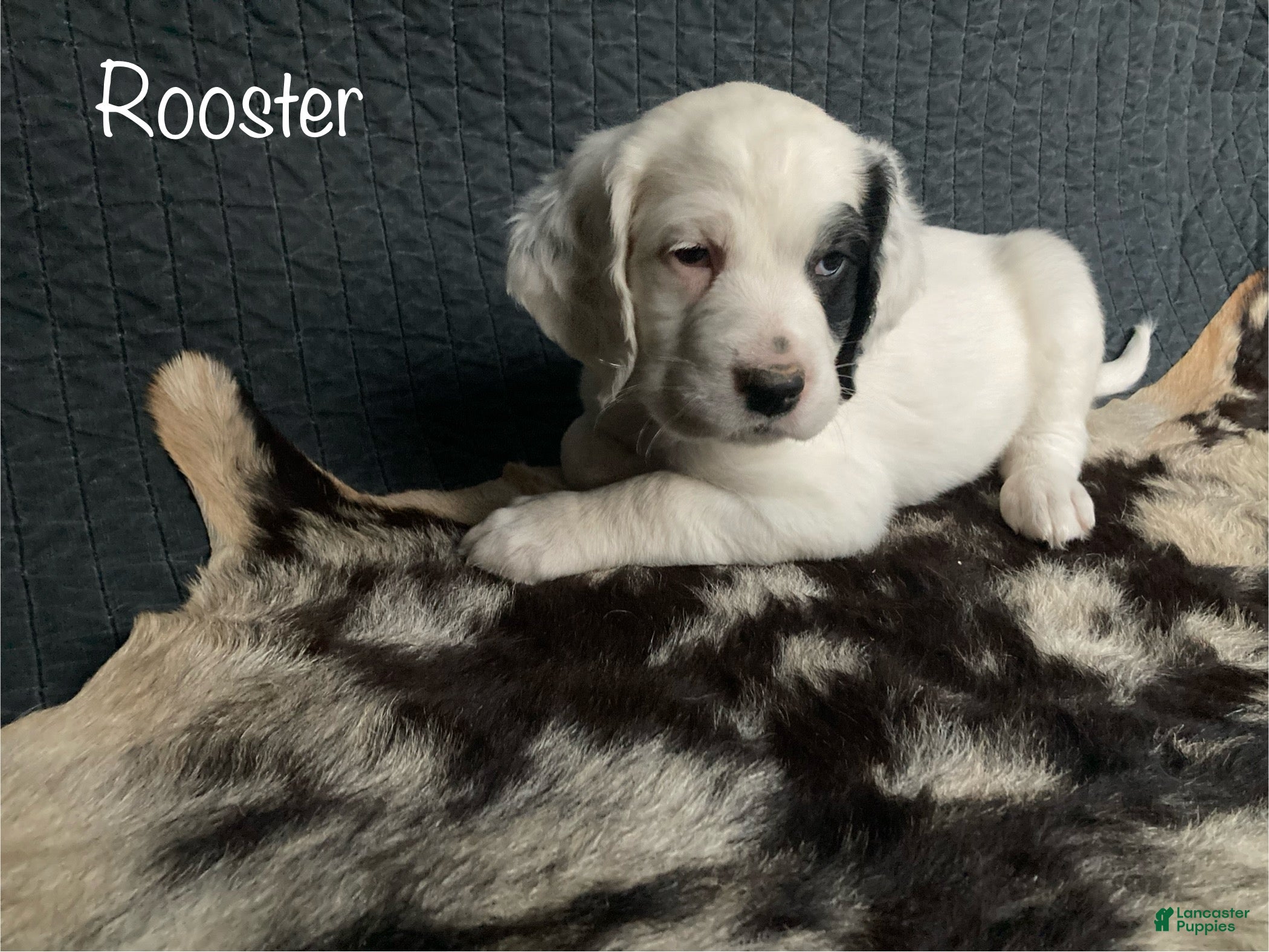 English Setter dogs Rooster  - Ad 1