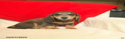 Dachshund dogs for sale: Murphy  - Ad 1
