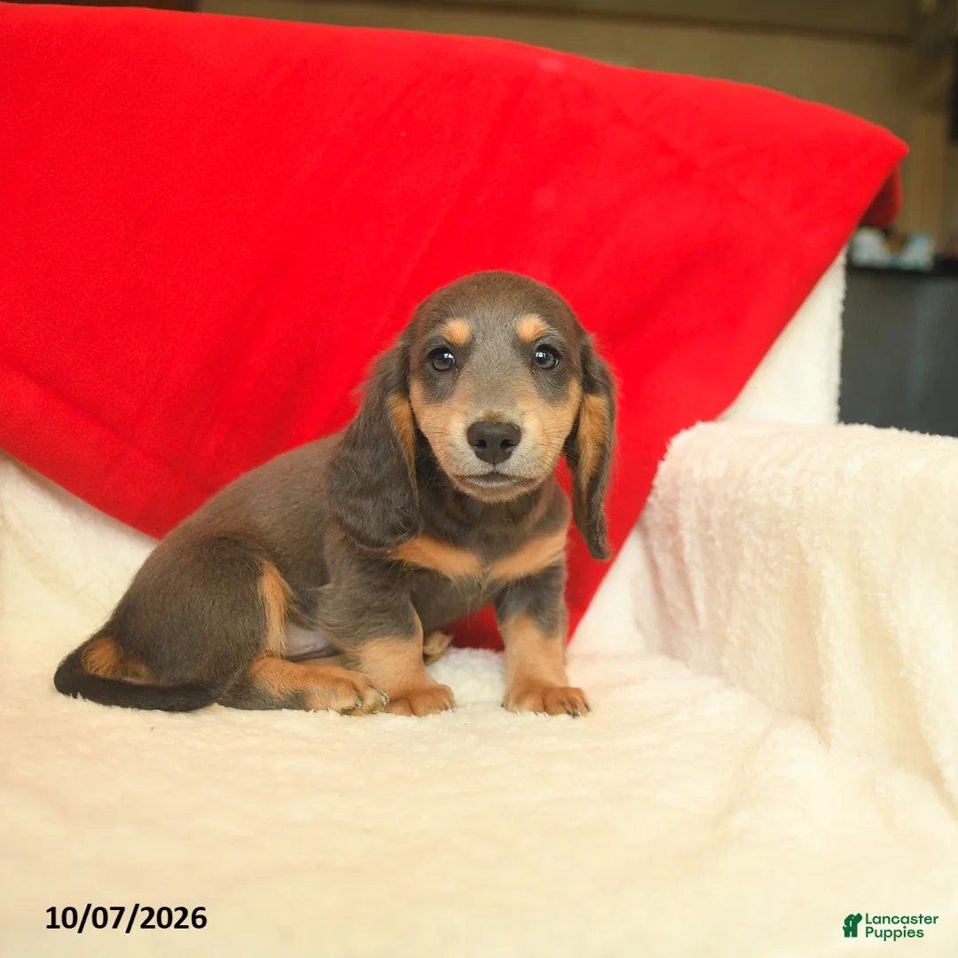 Dachshund dogs for sale: Murphy  - Ad 1