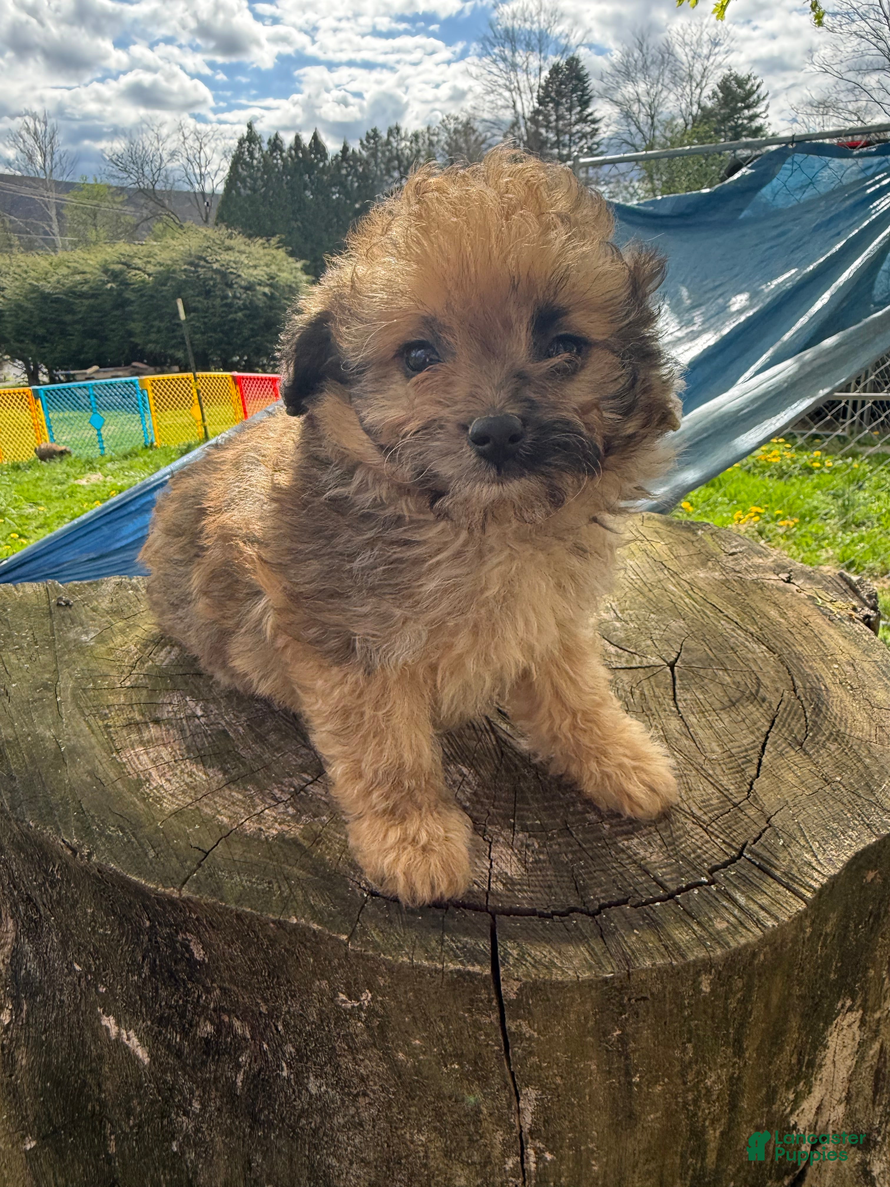 Pomapoo dogs Pomapoo Puppy 3 - Ad 10