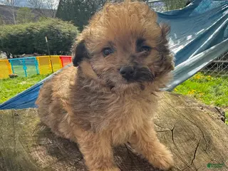 Pomapoo dogs Pomapoo Puppy 3 - Ad 10