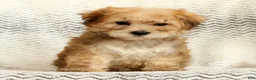 Yochon dogs for sale: Thomas - Ad 8