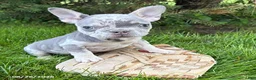 French Bulldog dogs for sale: Bruiser - Ad 2
