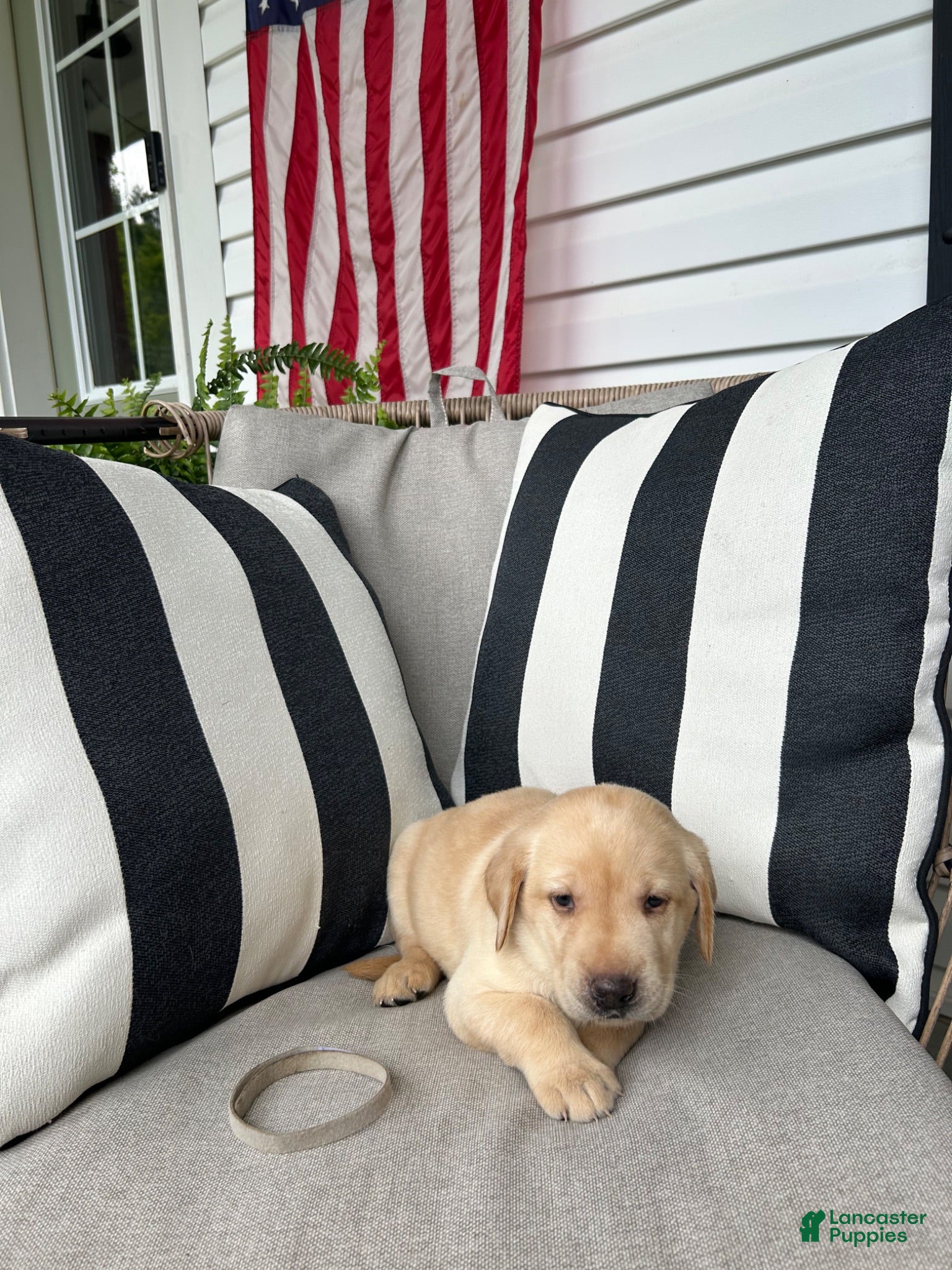 Labrador Retriever dogs Labrador Retriever 6 - Ad 1
