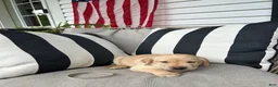 Labrador Retriever dogs for sale: Labrador Retriever 6 - Ad 1