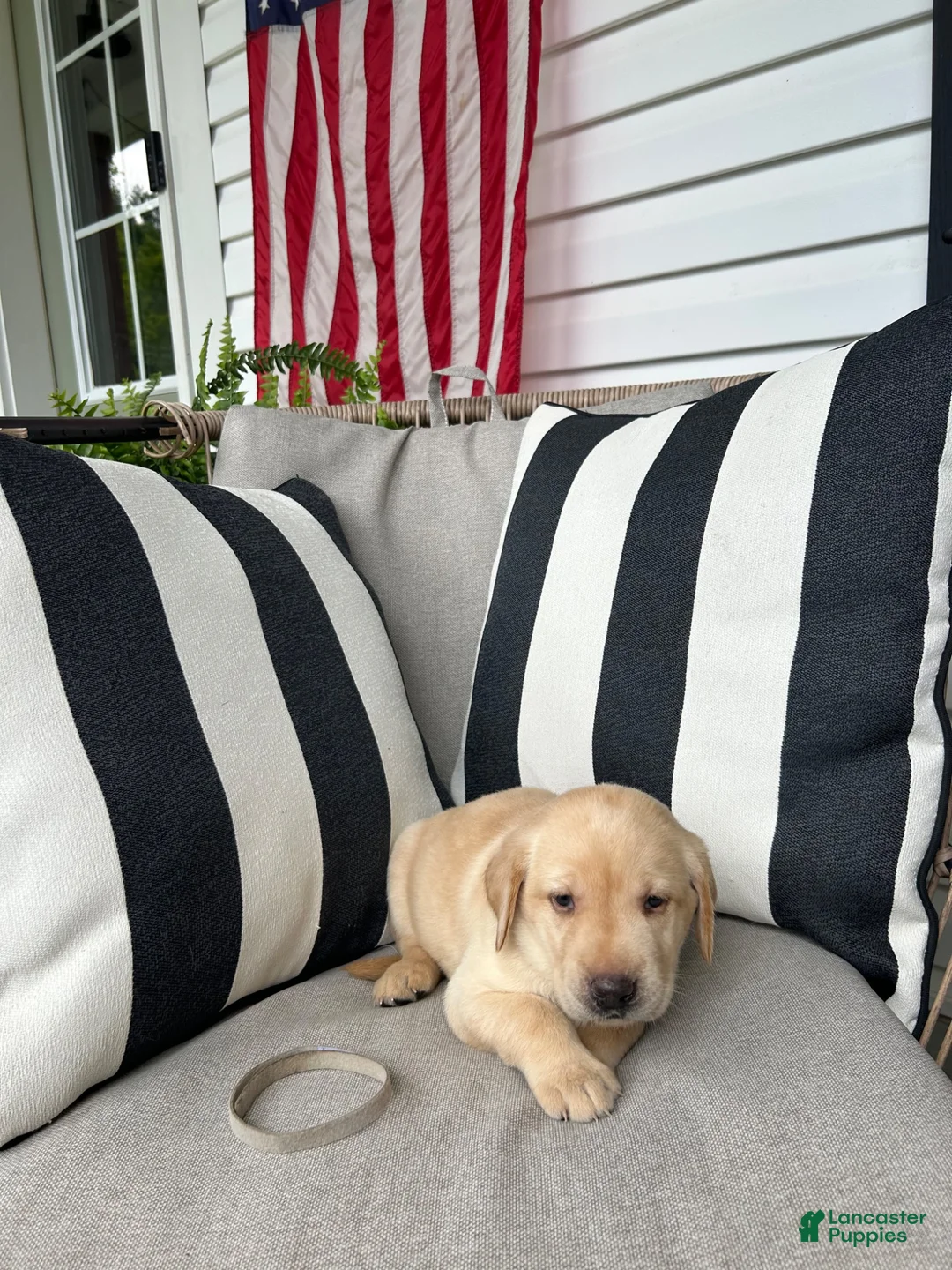 Labrador Retriever dogs for sale: Labrador Retriever 6 - Ad 1
