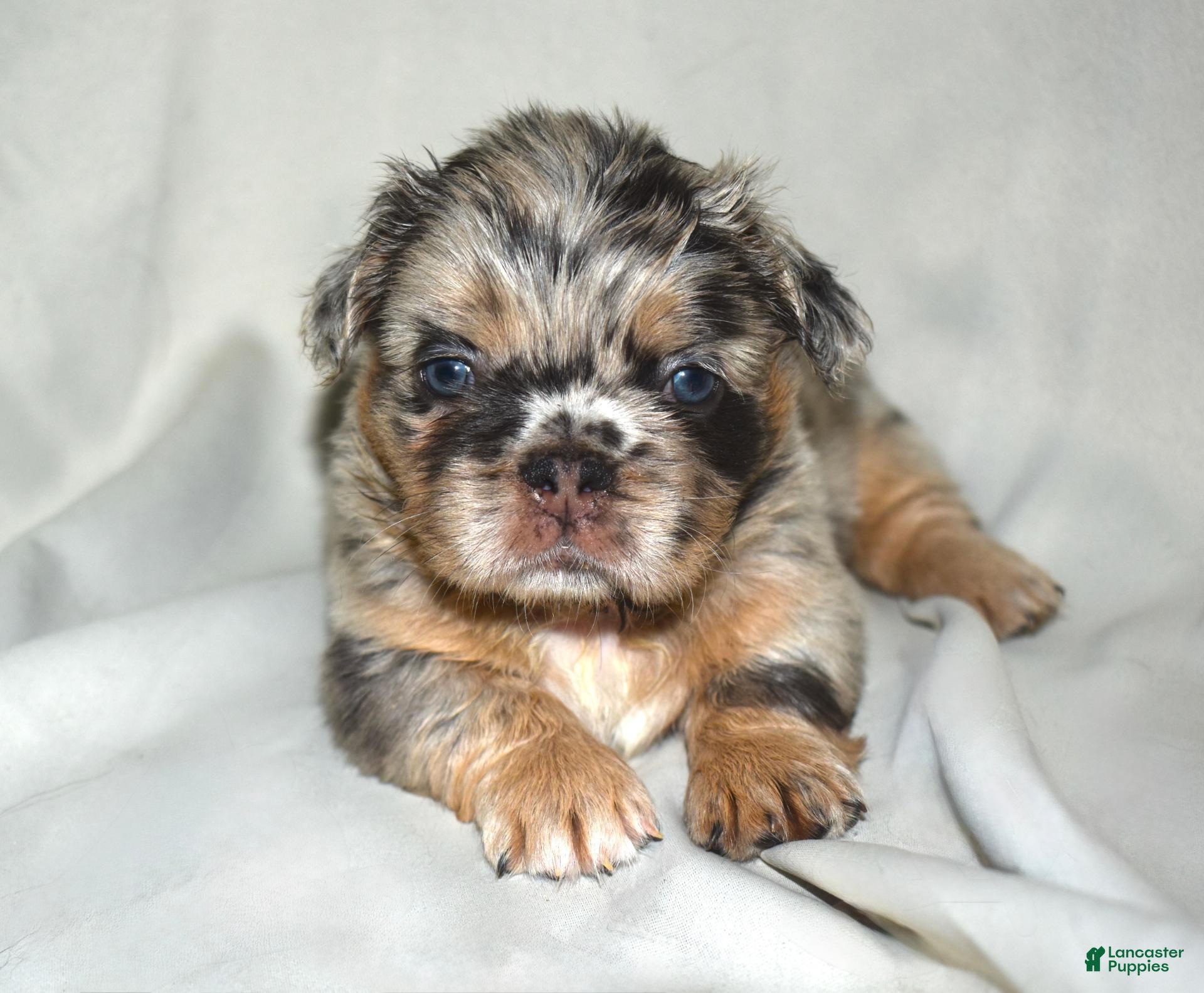 French Bulldog dogs Fluffy Merle Tri French Bulldog  - Ad 38