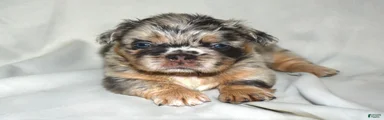 Fluffy Merle Tri French Bulldog 