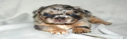French Bulldog dogs for sale: Fluffy Merle Tri French Bulldog  - Ad 1