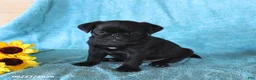 Pug dogs for sale: Spot - Ad 5
