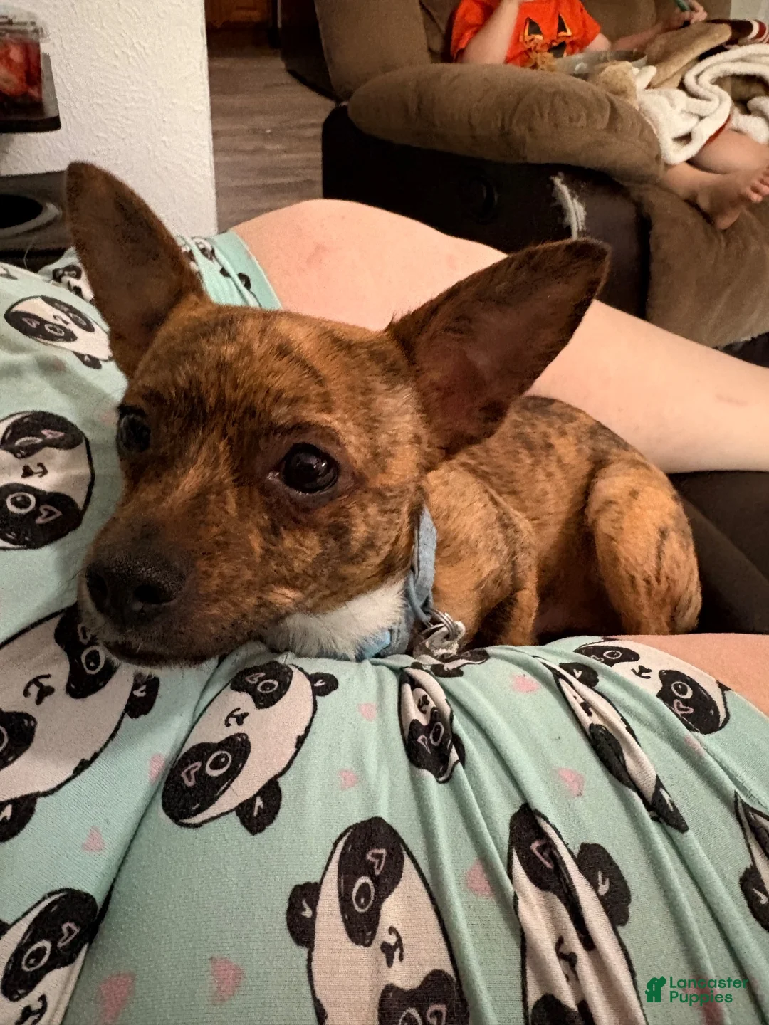Chihuahua dogs for sale: Lola - Ad 8