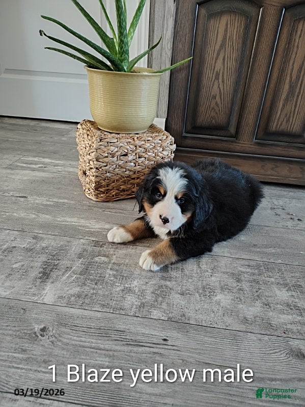 Bernese Mountain Dog dogs Blaze - Ad 1