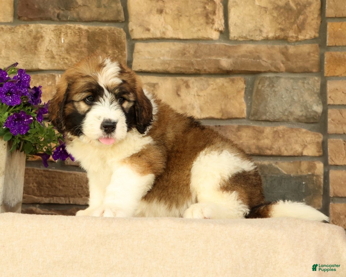 Saint Berdoodles dogs Dozer - Ad 2