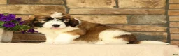 Saint Berdoodles dogs for sale: Dozer - Ad 2
