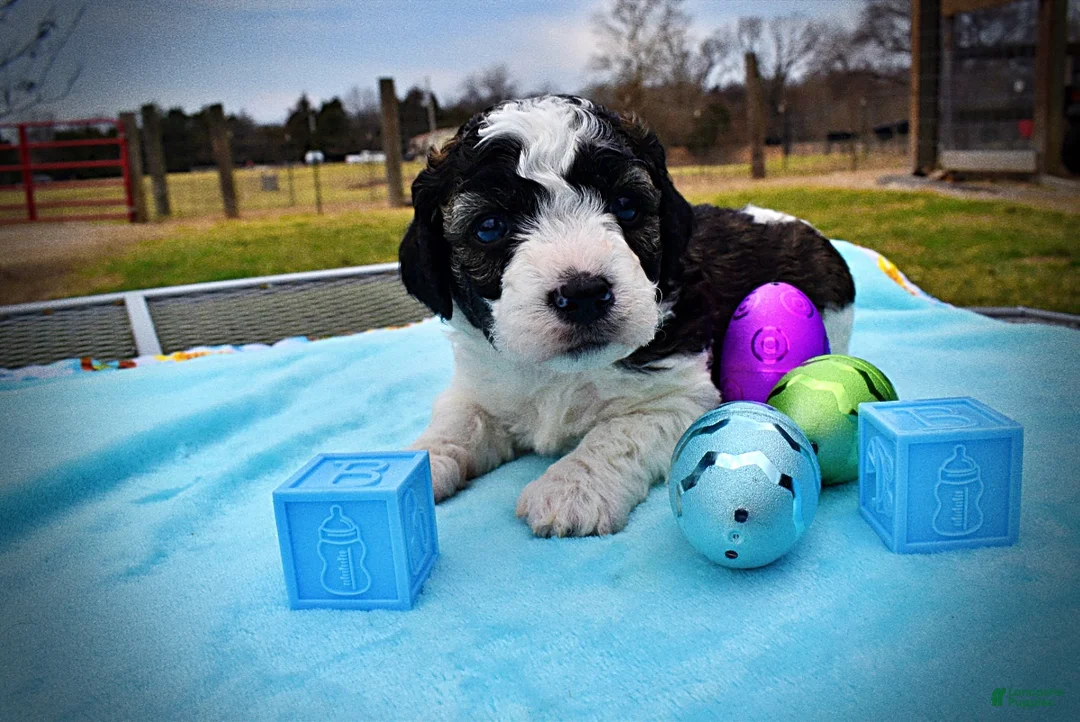 Havapoo dogs for sale: Legend - Ad 2