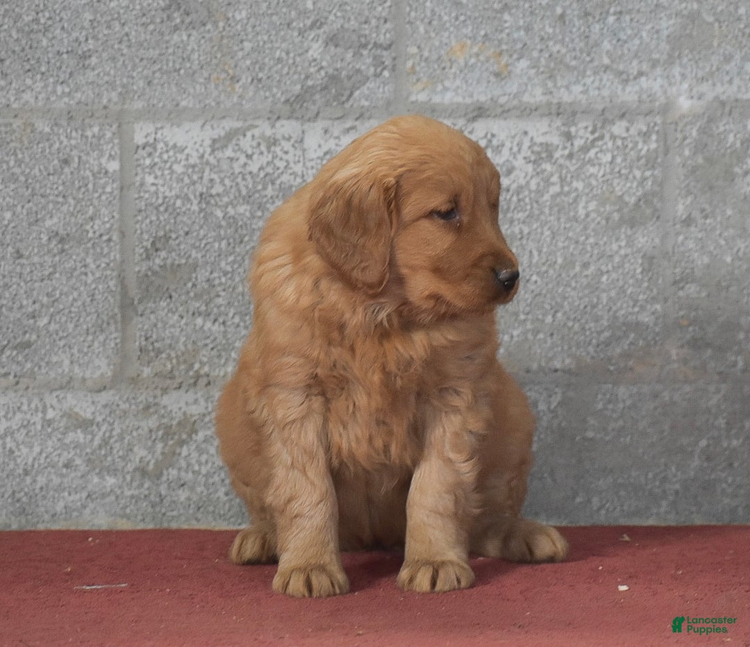 Golden Retriever dogs for sale: Della - Ad 2