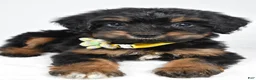 Mixed Breed dogs for sale: Tally - Ad 8