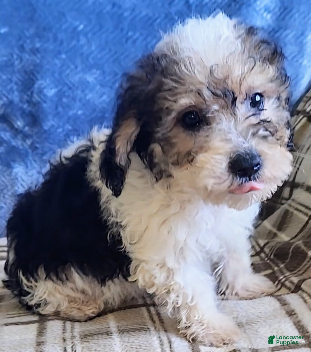 Mixed Breed dogs for sale: Max - Ad 15