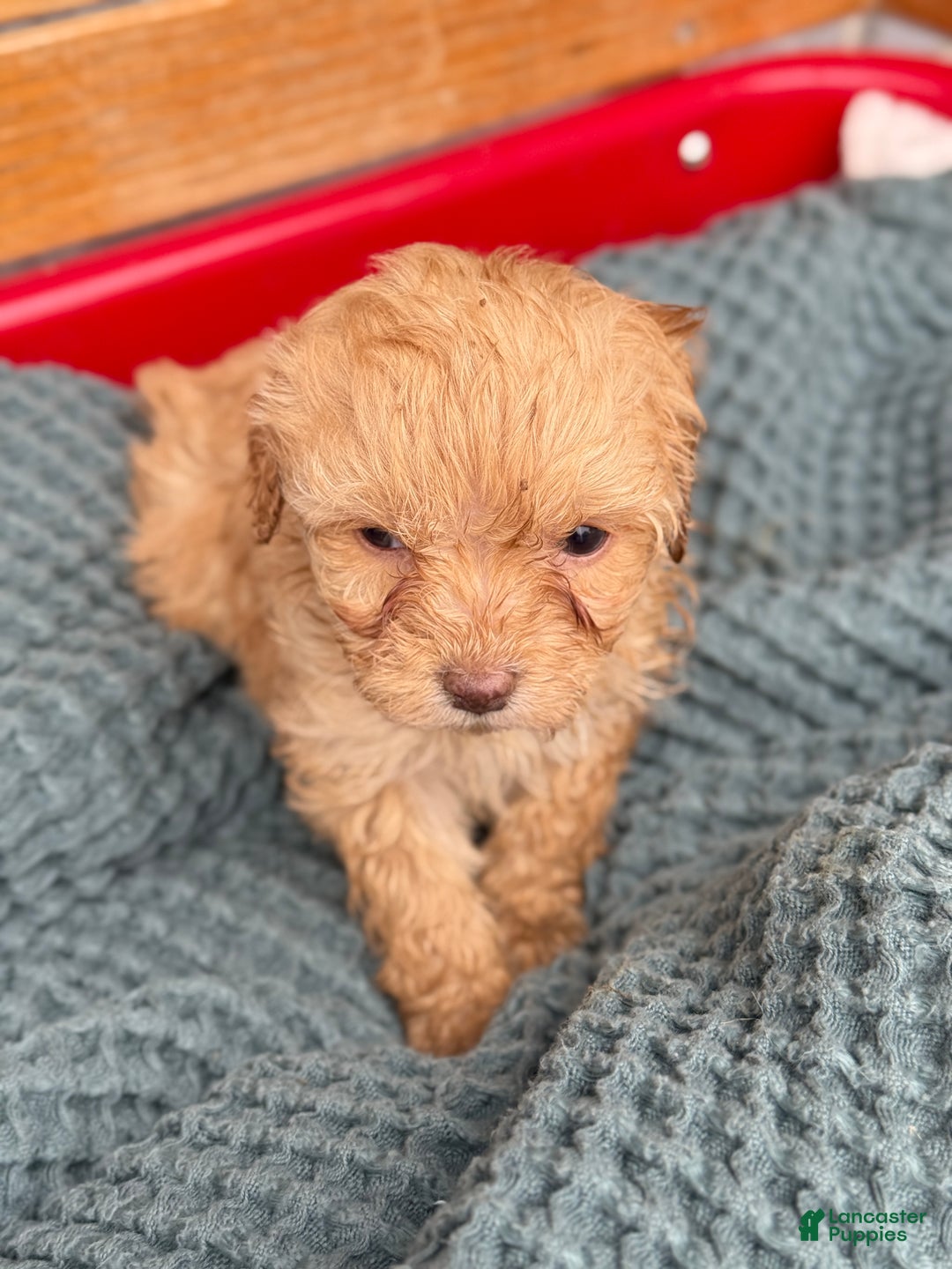 Cavapoo dogs for sale: Avalon - Ad 6