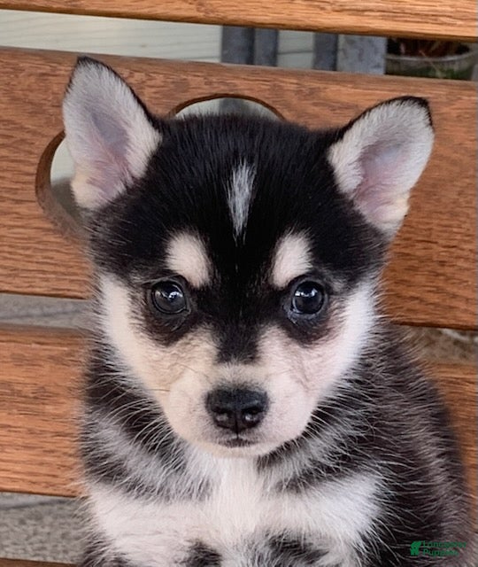Alaskan Klee Kai dogs Slate - Toy Size Mini Husky Boy - Ad 1