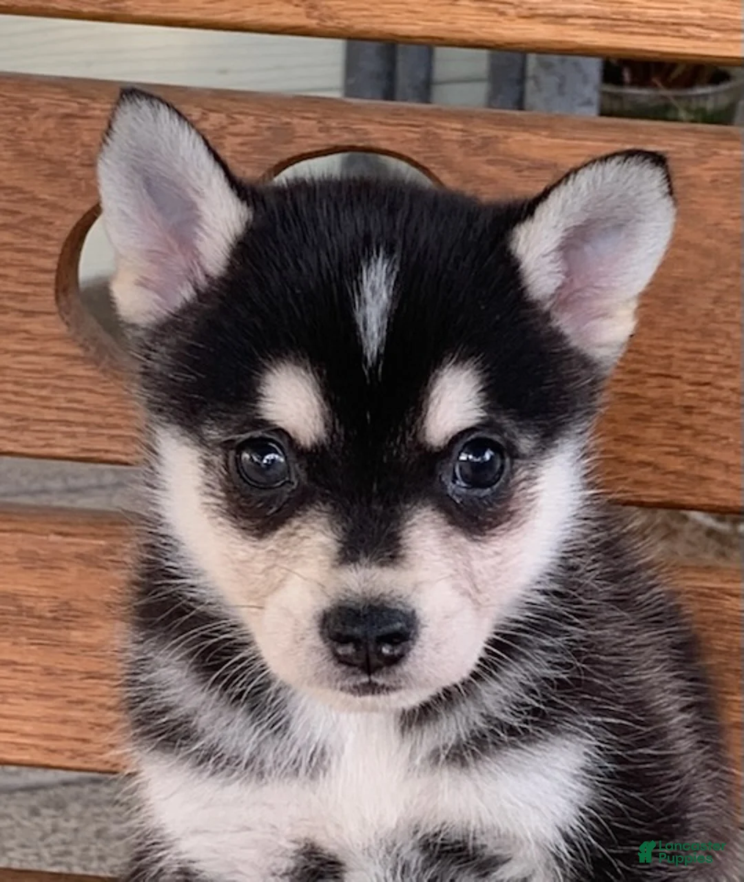 Alaskan Klee Kai dogs for sale: Slate - Toy Size Mini Husky Boy - Ad 1
