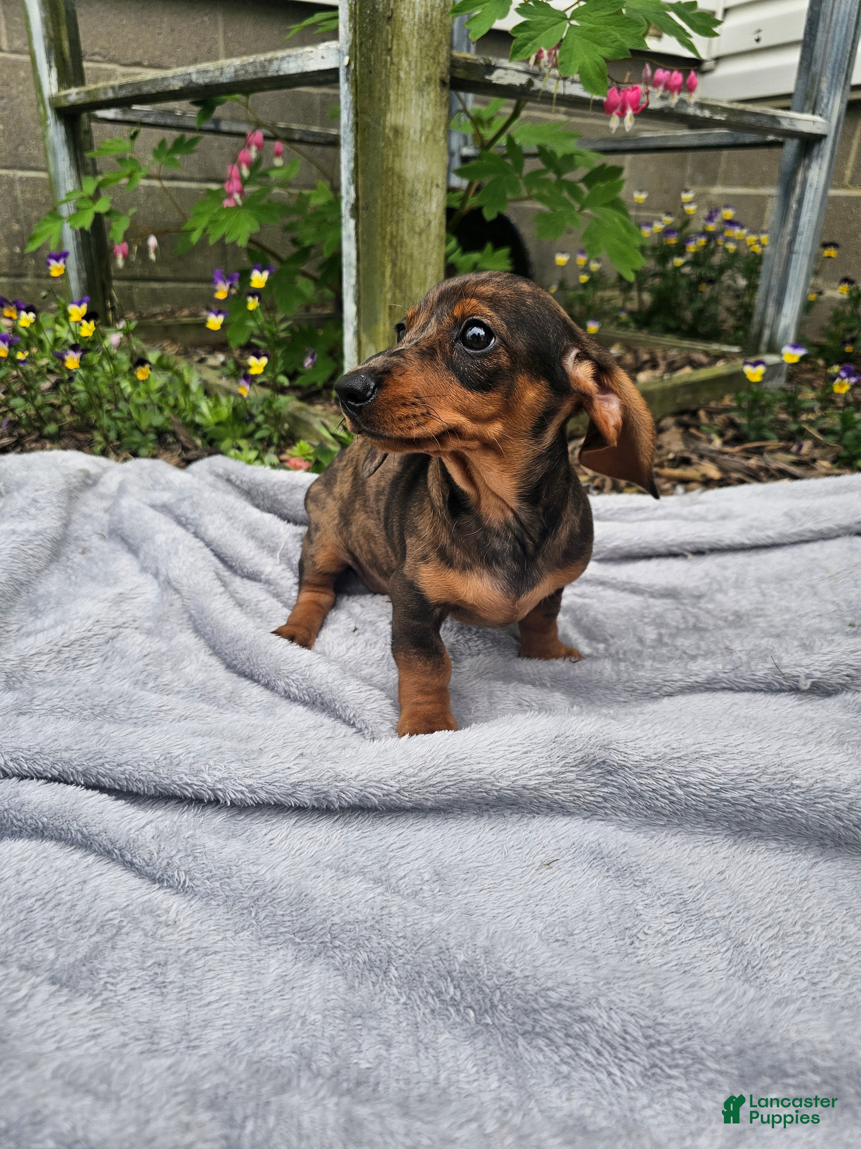 Dachshund dogs Maggie - Ad 2