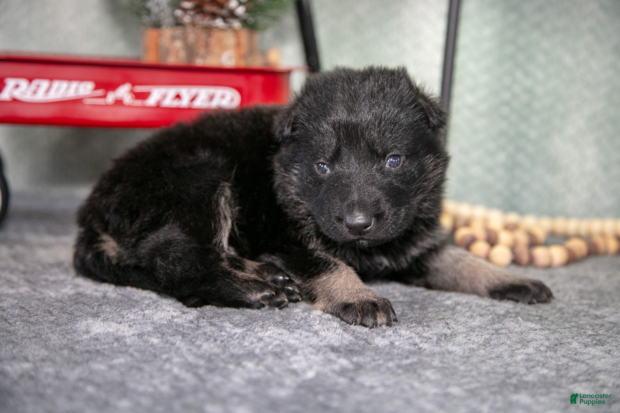 German Shepherd dogs Logan - Ad 13