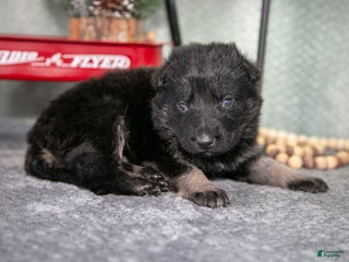 German Shepherd dogs Logan - Ad 13