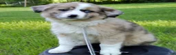 Australian Shepherd dogs for sale: Kayla - Ad 3