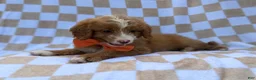 Mini Goldendoodle dogs for sale: Larry - Ad 5