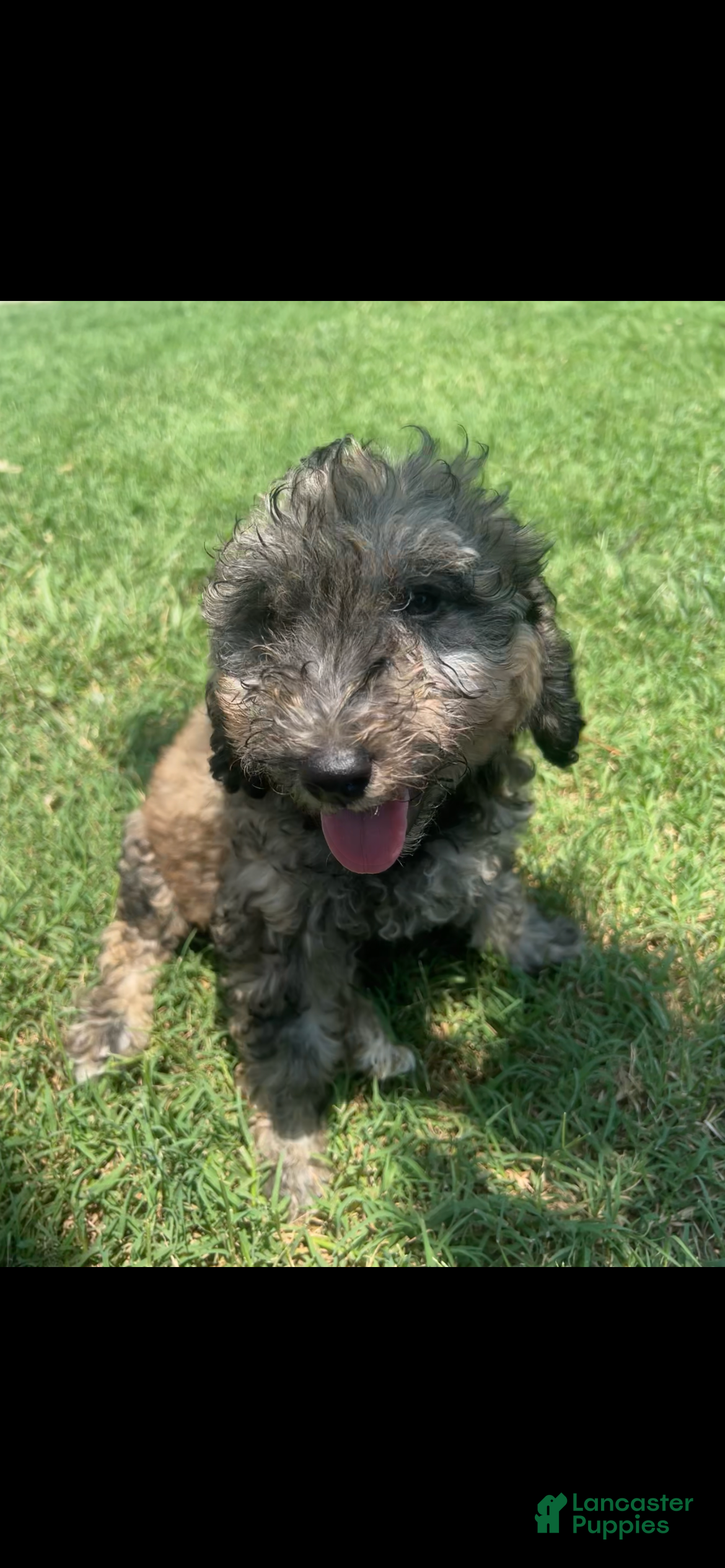 Bordoodle dogs Onyx - Ad 7