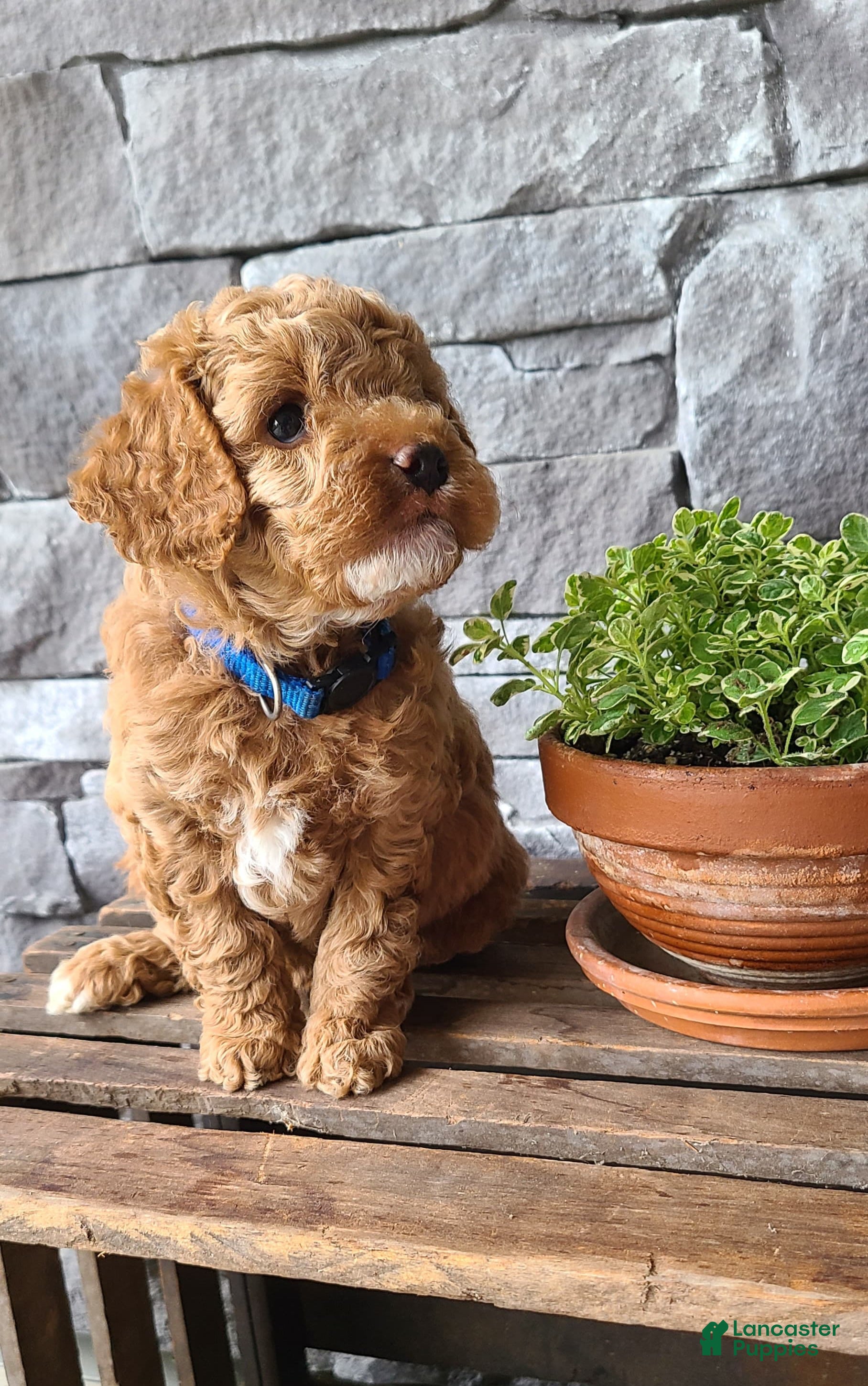 Cockapoo dogs for sale: Rex - Ad 5