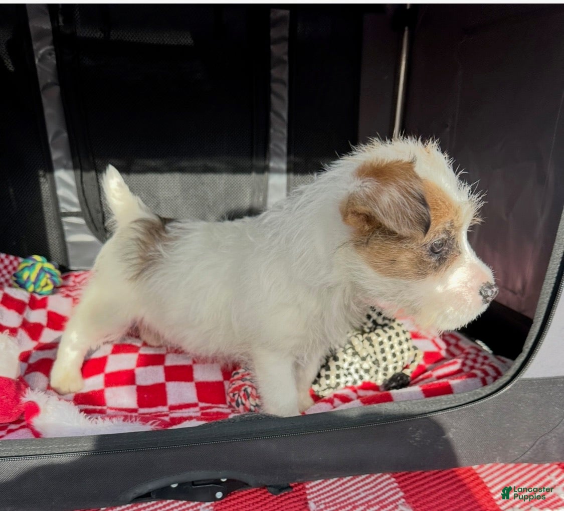 Jack Russell Terrier dogs Jack Russell Terrier Puppy 1 - Ad 2