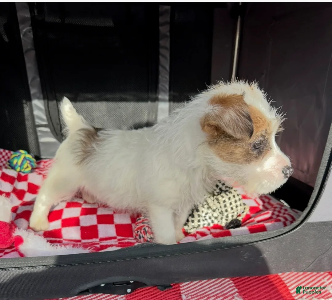 Jack Russell Terrier dogs for sale: Jack Russell Terrier Puppy 1 - Ad 2