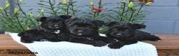 Yorkiepoo dogs for sale: Maverick - Ad 3