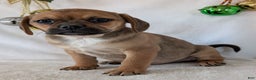 Puggle dogs for sale: Chance  - Ad 7